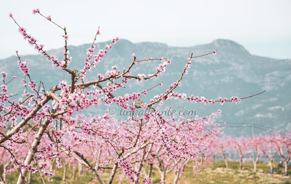 Ruta de los cerezos en flor en Torres