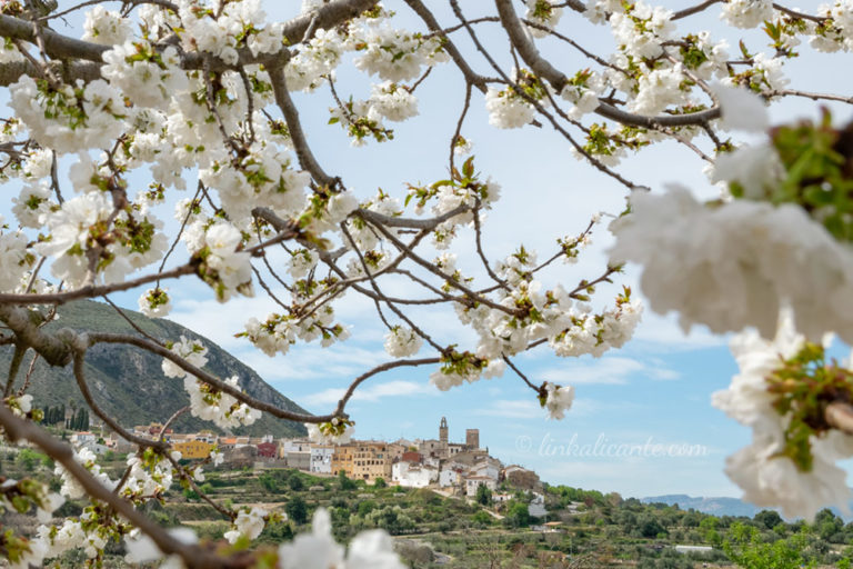 Ruta Cerezos en flor Serra d'Almudaina