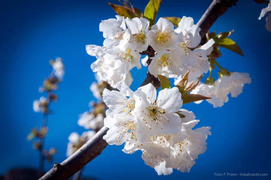 Cerezos en Flor en Vall de Gallinera