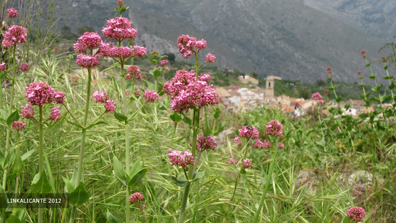 Vall de Laguar - Barranc de l'Infern