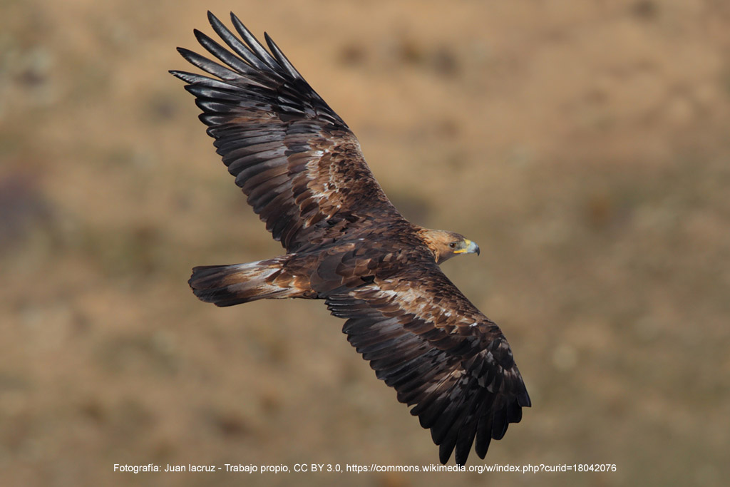 royal-eagle-wikipedia