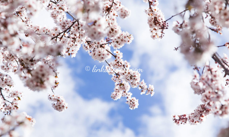 Almendros en Flor en Alcalalí, Alicante