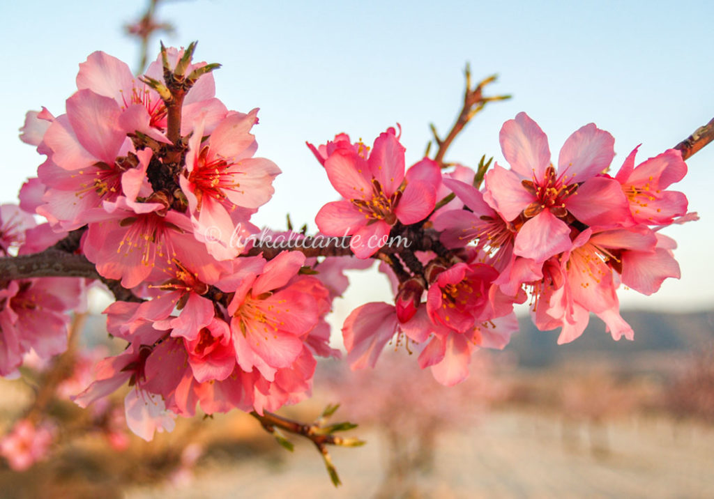 Alcalalí en Flor - Almendros en Flor