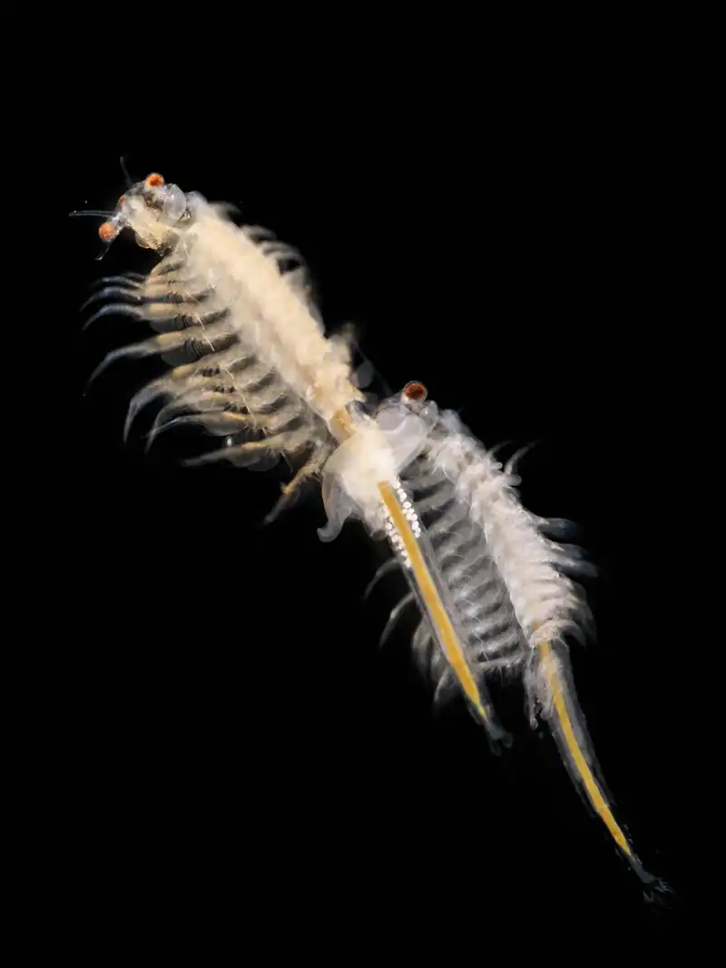 Artemia Salina