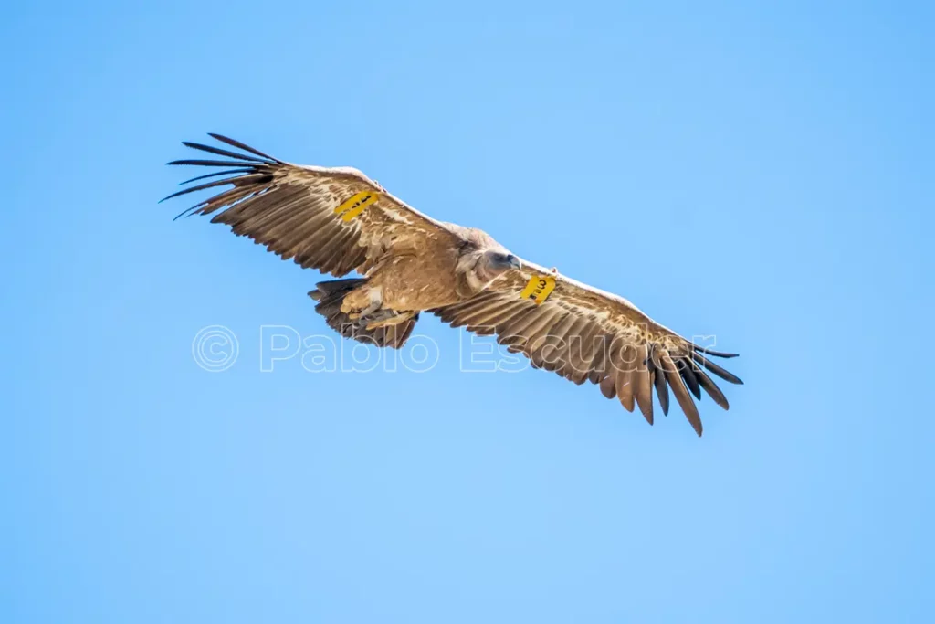 buitre-leonado-alcoy-vuelo-pablo-escuder