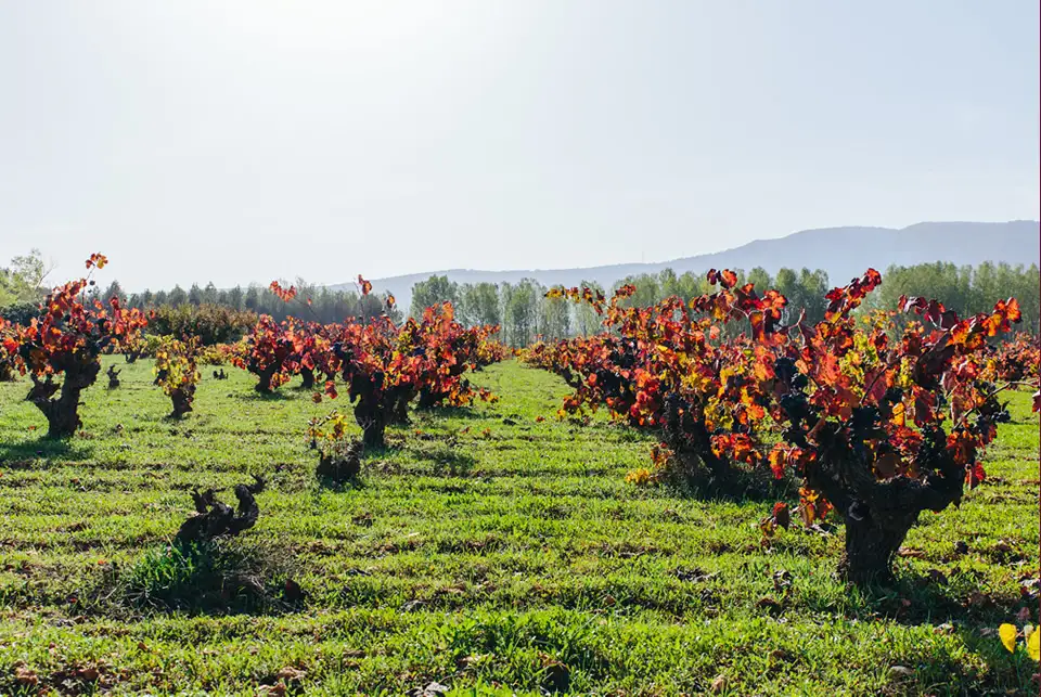 Cocentaina - Vins del Comtat