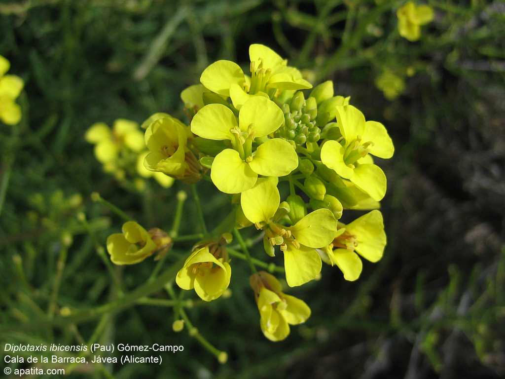 Diplotaxis ibicensis, planta endémica