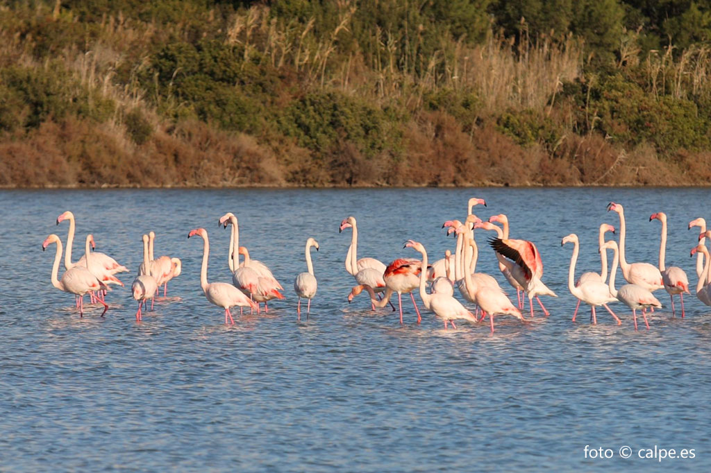 flamingos-salinas-calpe