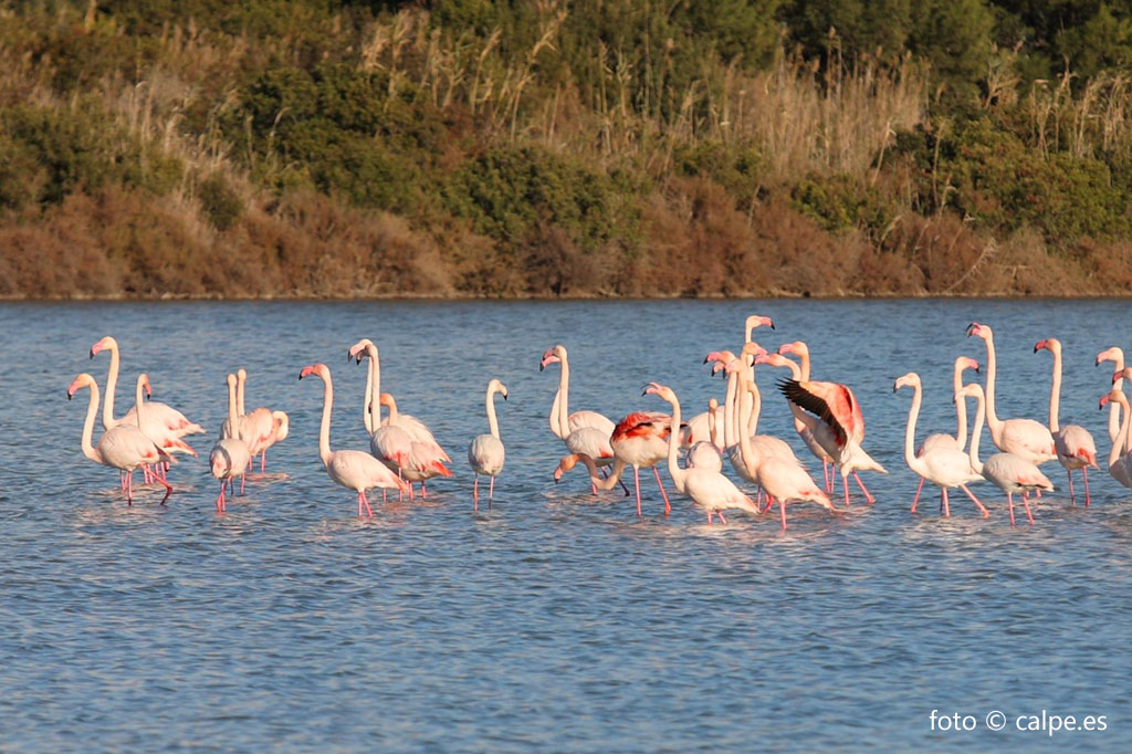 Flamencos en las Salinas de Calpe