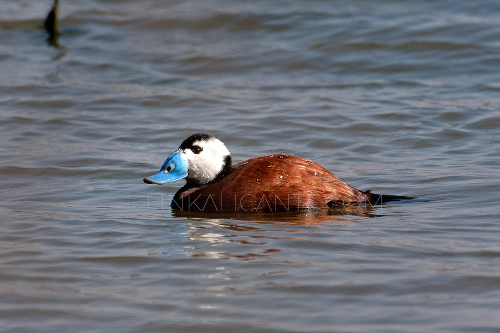 White-headed Duck in El Hondo