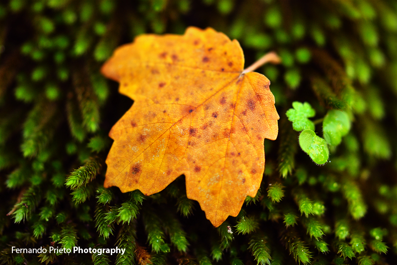 Autumn at the Font Roja in Alcoi