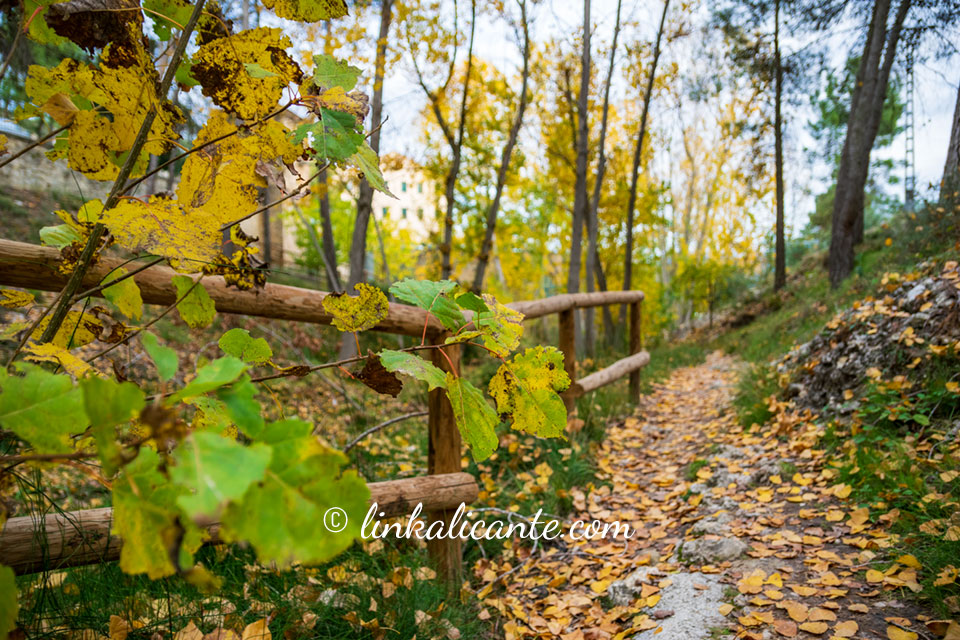 Otoño Preventori Alcoi