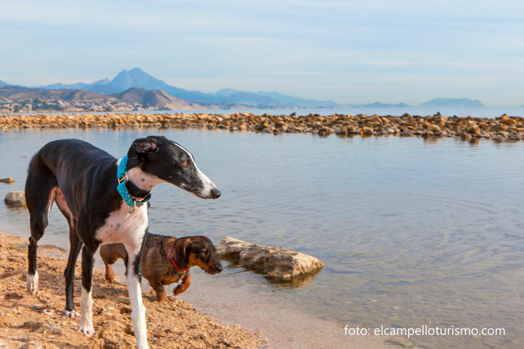 plana-canina-punta-riu-campello-alicante