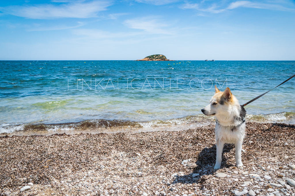 playa-canina-altea-platja-olla-villa-gadea_DSC0206