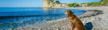 Playas caninas Alicante provincia