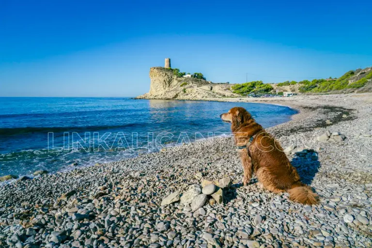 Playas caninas Alicante provincia