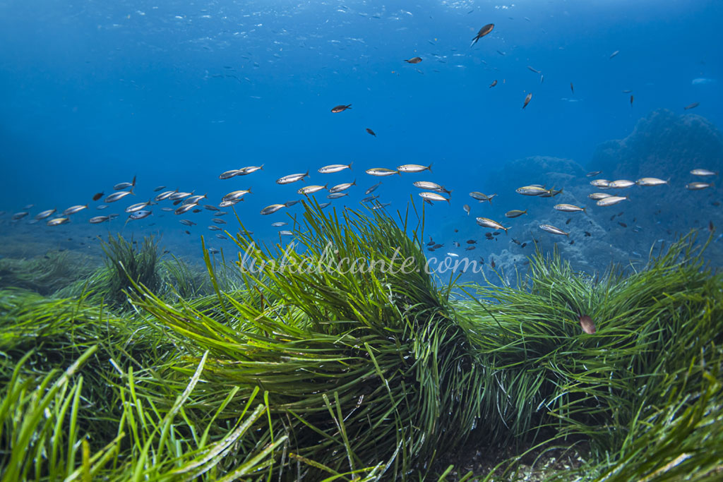 Fish bank in underwater marine reserve in Tabarca island, Spain