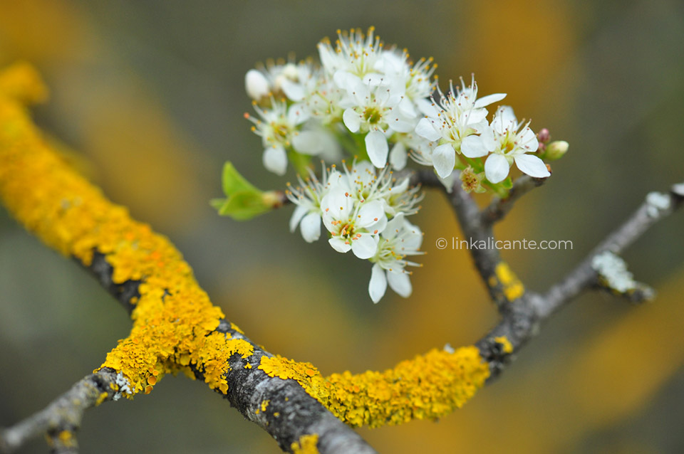 Cerezos en flor, la Vall de Gallinera, ruta de los 8 pueblos