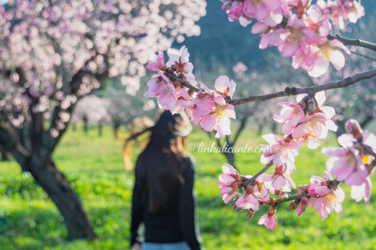 Ruta almendros en Flor de Alcalalí