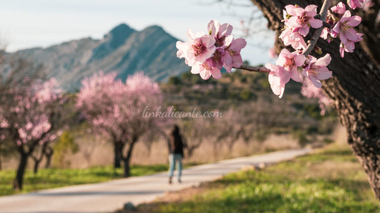 Ruta de los almendros en flor de Alcalalí