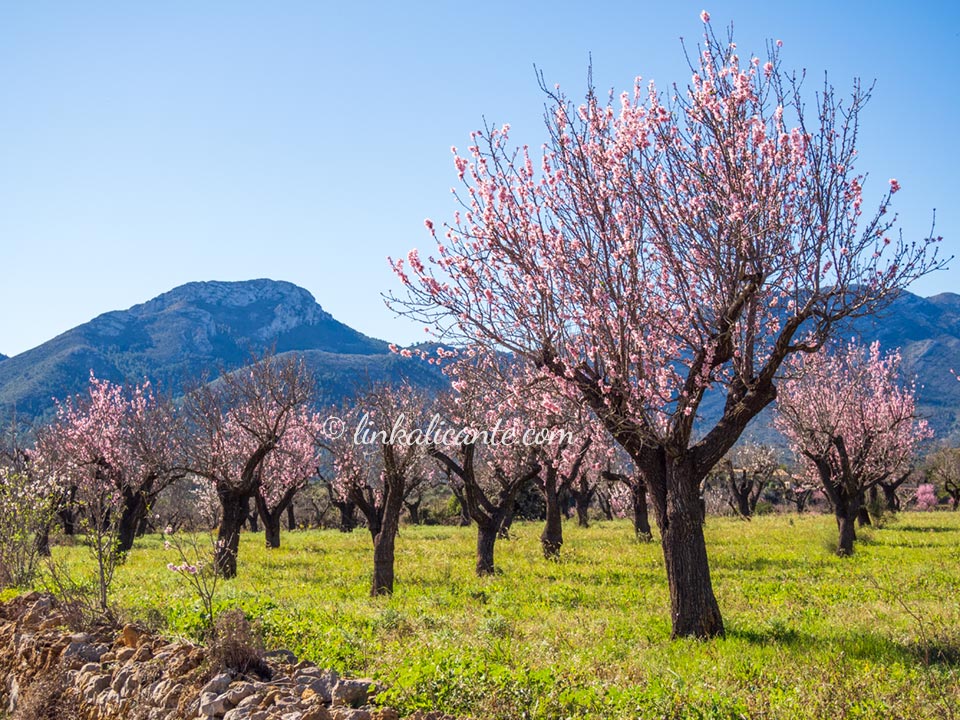 Ruta almendros en flor Alcalalí