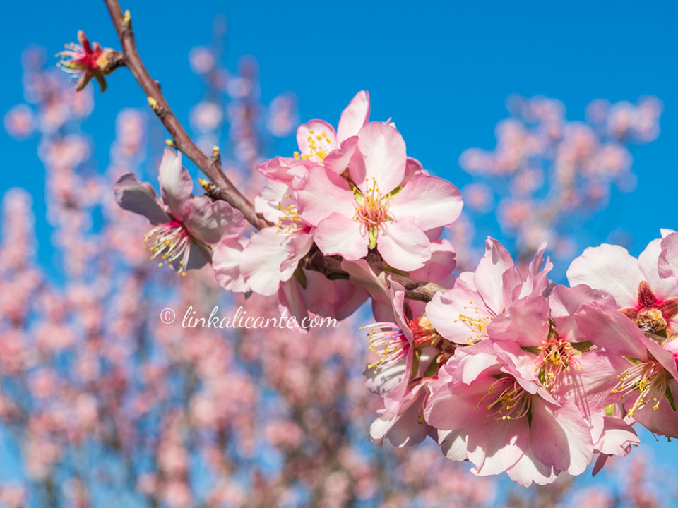 Ruta almendros en flor Alcalalí