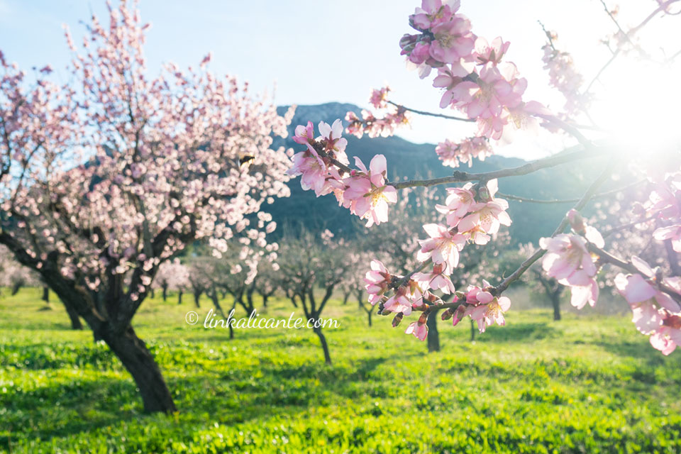 7 Rutas de Almendros en flor en la provincia de Alicante - LinkAlicante