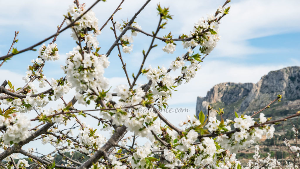 Cherry Blossom Routes in the province of Alicante