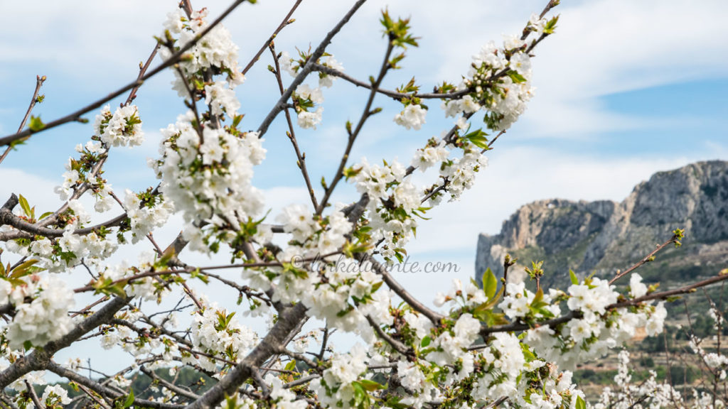 Rutas Cerezos en Flor en la provincia de Alicante