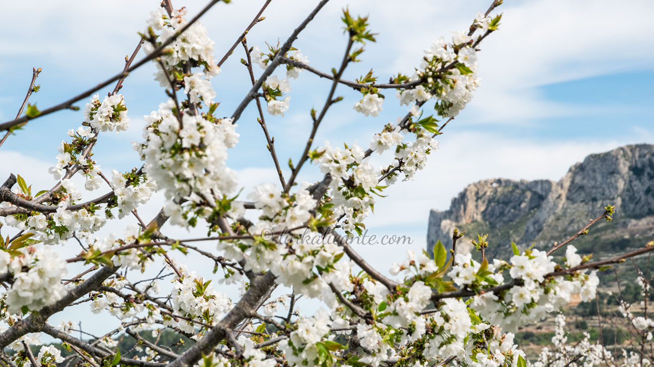 Rutas para disfrutar de los Cerezos en Flor en Alicante - LinkAlicante