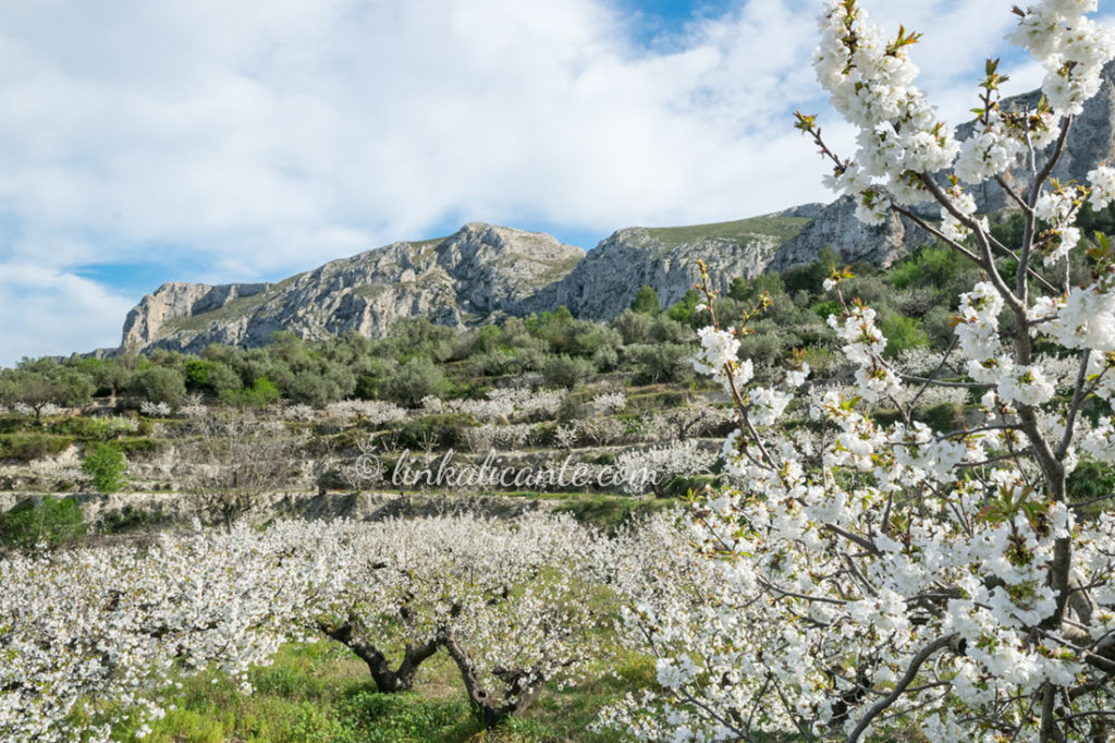 Rutas para disfrutar de los Cerezos en Flor en Alicante - LinkAlicante