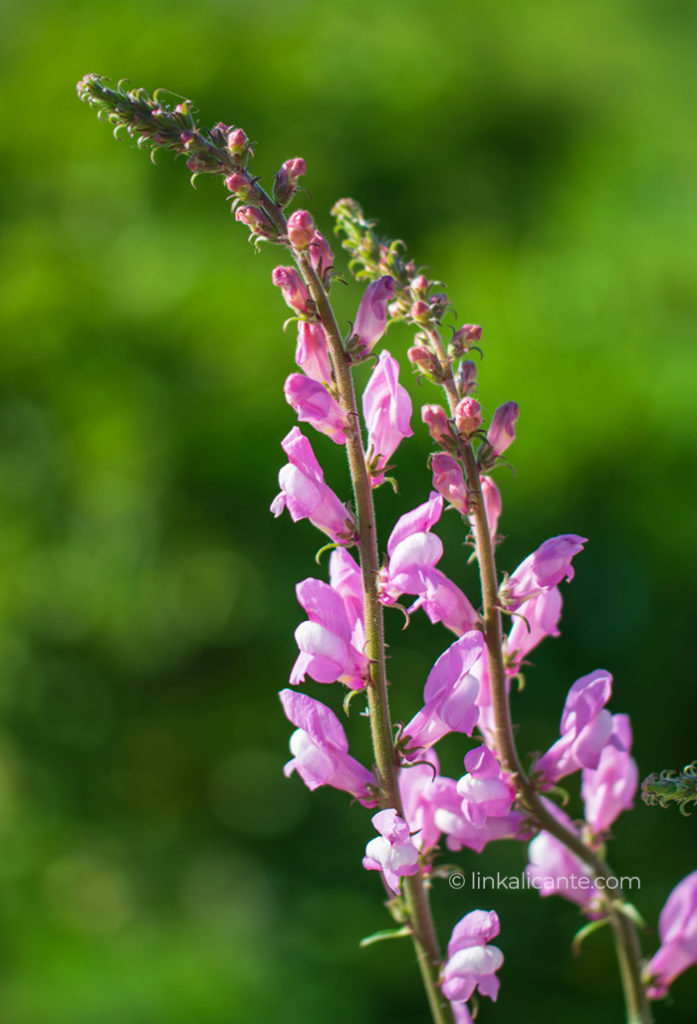 ruta-orquideas-alcalali_DSC0195