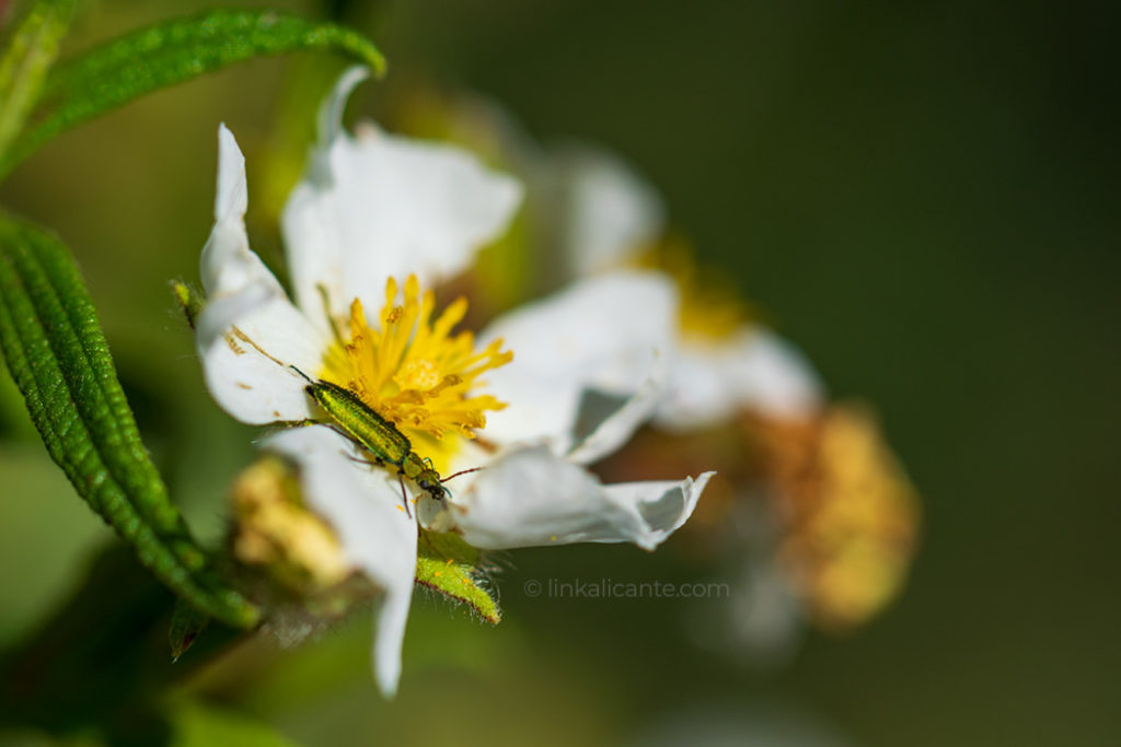 ruta-orquideas-alcalali_DSC0200