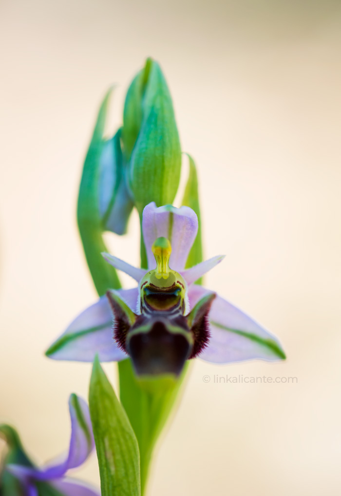 Ophrys Scolopax, ruta orquídeas Alcalalí