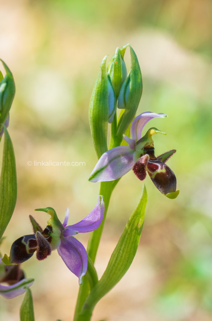 ruta-orquideas-alcalali_DSC0210