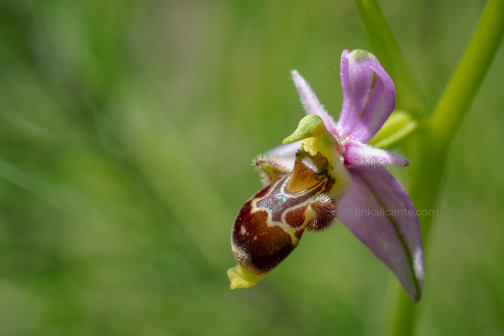 ruta-orquideas-alcalali_DSC0223