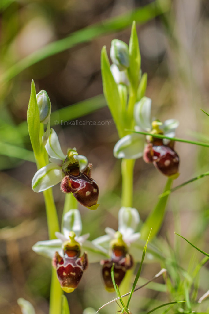 ruta-orquideas-alcalali_DSC0232