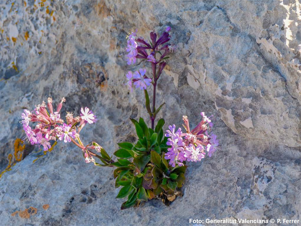 Silene Hifacensis - Silene de Ifach